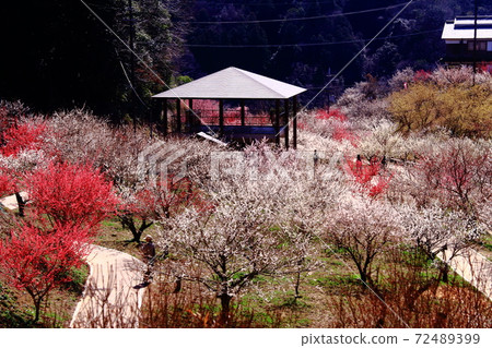 Tsukigase Umebayashi (Nara City, Nara Prefecture) Landscape of ume variety garden 72489399