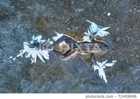 Frozen frog on ice Frozen frog on ice 72489606