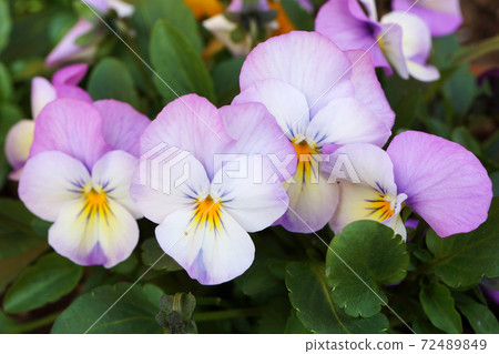 Purple viola blooming in the park 72489849