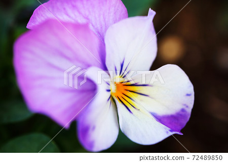 Purple viola blooming in the park 72489850
