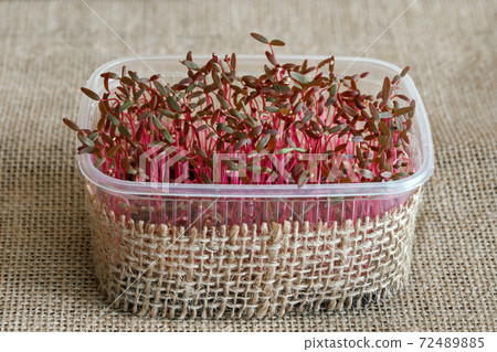 Lucerne sprouts macrophotographs on the exfoliated background.Mikrogreen super-food Lucerne sprouts macrophotographs on the exfoliated background.Mikrogreen super-food 72489885