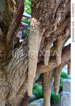 秩父神社的牛奶銀杏 72489958