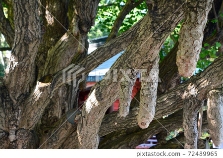 Ginkgo biloba at Chichibu Shrine, a famous tree 72489965