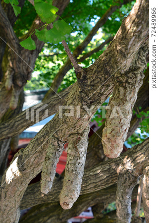 Ginkgo biloba at Chichibu Shrine, a famous tree 72489966