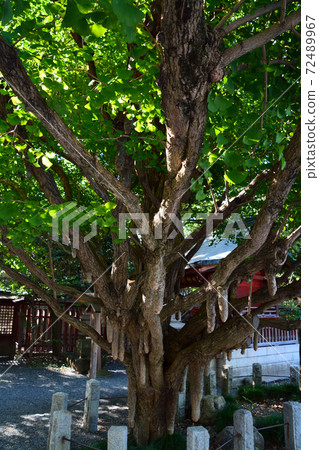 Ginkgo biloba at Chichibu Shrine, a famous tree 72489967