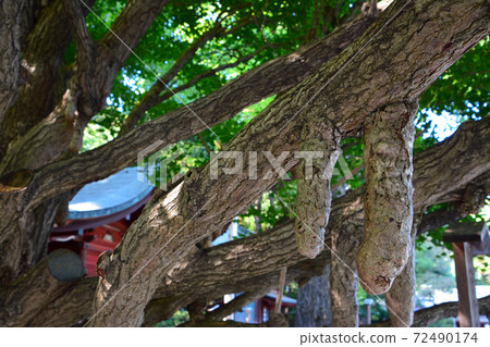 Ginkgo biloba at Chichibu Shrine, a famous tree 72490174