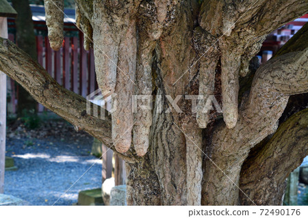 Ginkgo biloba at Chichibu Shrine, a famous tree 72490176