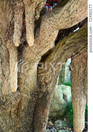 Ginkgo biloba at Chichibu Shrine, a famous tree 72490177