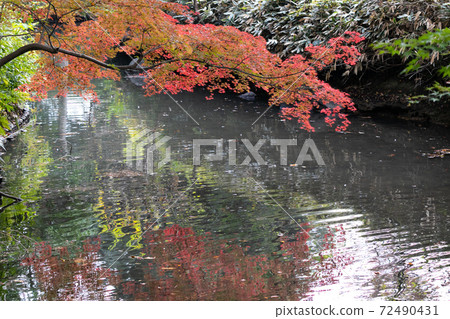 日本東京丰島區東京的秋葉 日本東京丰島區東京的秋葉 72490431