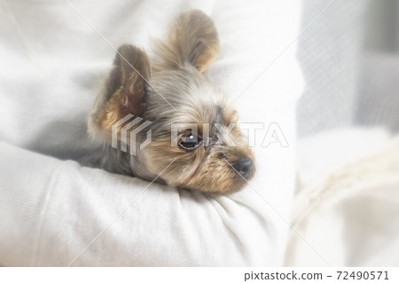 Yorkshire terrier hugged by a woman 72490571