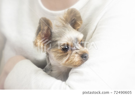 Yorkshire terrier held by a woman 72490605