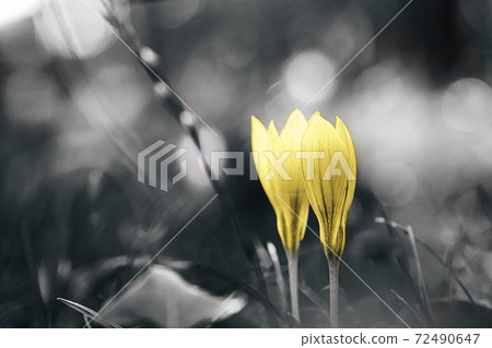 Crocus flowers toned gray and yellow. Crocus flowers toned gray and yellow. 72490647