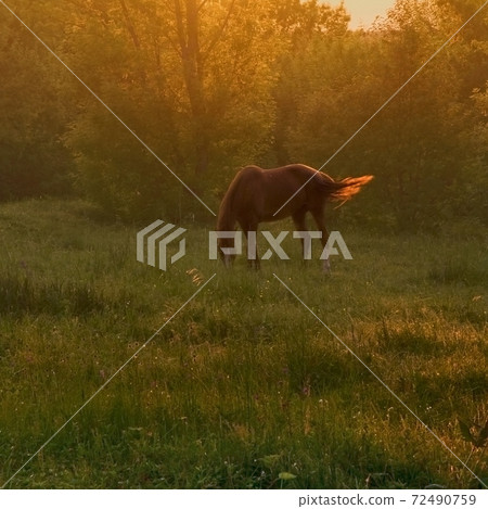 horse on pasture 72490759