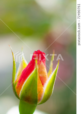 Shilin Official Residence Rose Garden 72490761