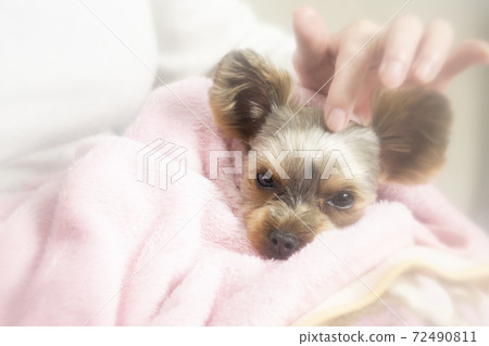 Yorkshire terrier held by a woman 72490811