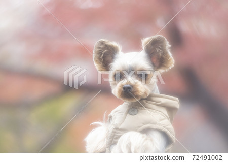 Yorkshire terrier in autumn leaves and vest 72491002