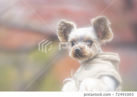 Yorkshire terrier in autumn leaves and vest 72491003