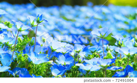 Nemophila insignis landscape with blue flowers 72491004