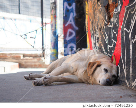 Stray dog (Chile) relaxing in the back alley 72491220