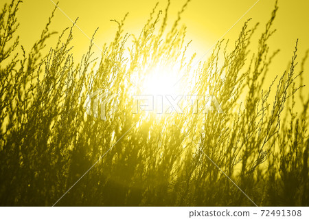 Grass in the rays of the setting sun. Field. Beautiful meadow with long grass. Grass in the rays of the setting sun. Field. Beautiful meadow with long grass. 72491308
