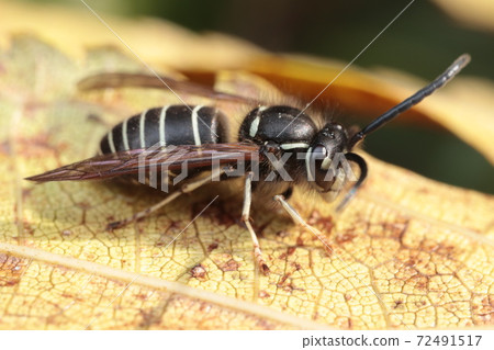 Sunbathing hornet 72491517