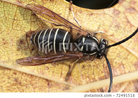 Sunbathing hornet Sunbathing hornet 72491518
