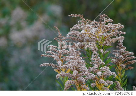Solidago altissima Solidago altissima 72492768
