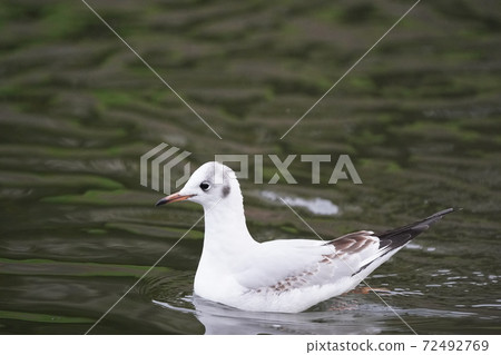 Black-headed gull winter feathers 72492769