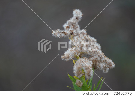 Solidago altissima Solidago altissima 72492770
