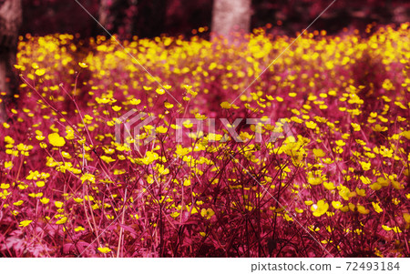 Magical infrared meadow Magical infrared meadow 72493184