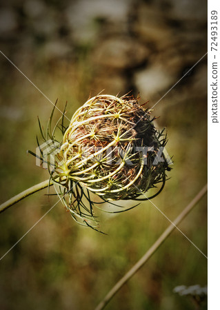 Wild carrot flower Wild carrot flower 72493189