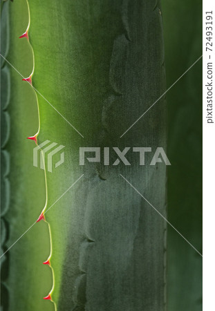 Green agave Green agave 72493191
