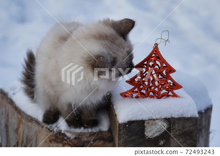 Magic cat with red christmas tree Magic cat with red christmas tree 72493243