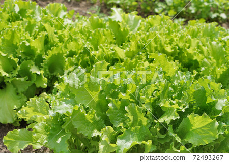 green Salad. Carved leaves. green Salad. Carved leaves. 72493267