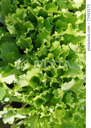 green Salad. Carved leaves. Macro. 72493273