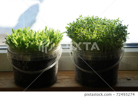 Green grass in a flowerpot on sunny spring day 72493274