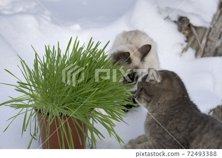 Green grass in a flowerpot. Cat eating grass useful 72493388