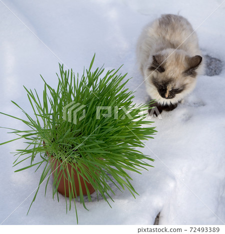 Green grass in a flowerpot. Cat eating grass useful Green grass in a flowerpot. Cat eating grass useful 72493389
