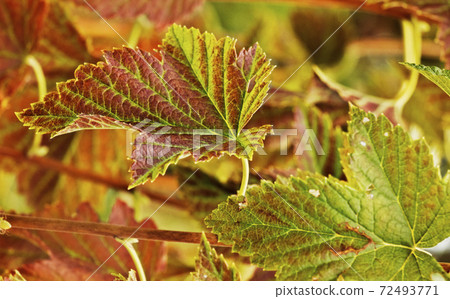 Blackcurrant leaves Blackcurrant leaves 72493771