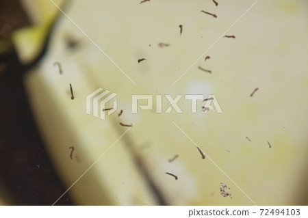 Bow hula of a private house 72494103