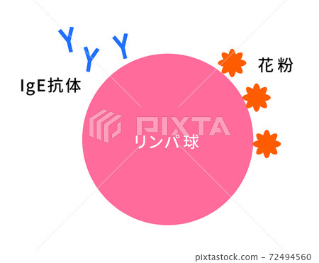 花粉症/過敏性淋巴細胞的作用機制 花粉症/過敏性淋巴細胞的作用機制 72494560