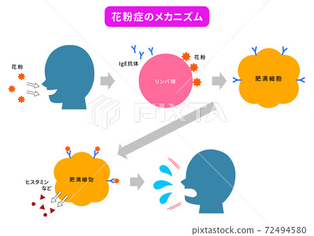 授粉和過敏機制概述：擠壓，鼻涕，眼睛發癢 72494580