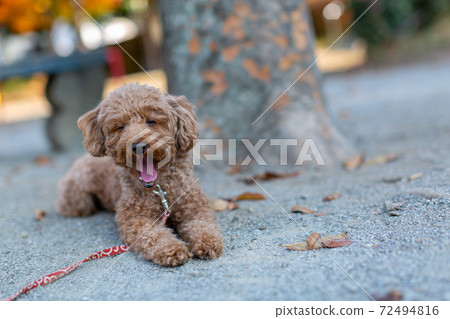 Toy poodle red 72494816