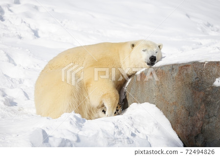 北極熊 72494826
