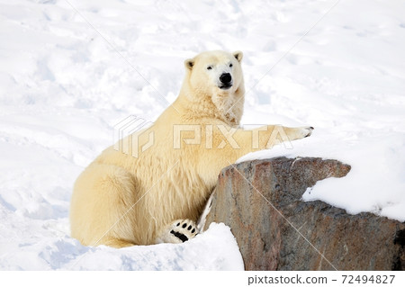 北極熊 72494827