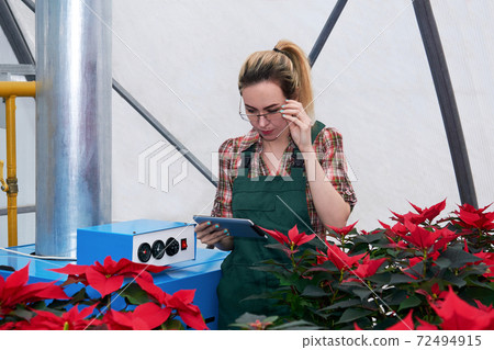 woman agricultural engineer works with equipment in a flower greenhouse where poinsettia grow 72494915
