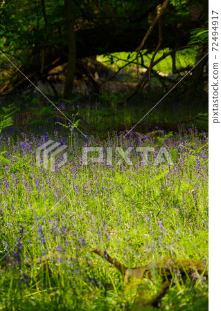 風信子森林英格蘭紫色花英語風信子 照片素材 圖片 圖庫