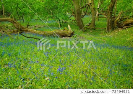 風信子森林英格蘭紫色花英語風信子 照片素材 圖片 圖庫