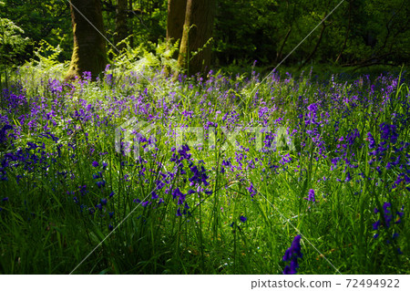 風信子森林英格蘭紫色花英語風信子 照片素材 圖片 圖庫
