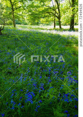 風信子森林英格蘭紫色花英語風信子 照片素材 圖片 圖庫